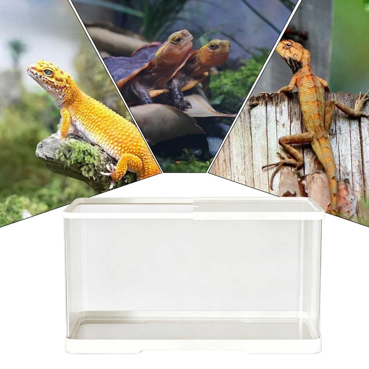 Terrario para Reptiles - Mantenedor de lagartos Transparente con ventilación | Terrario Acrílico para Arañas y Galápago,Tortuga Terrestre, Iguana, Gecko Leopardo, Dragón Barbudo — view 4