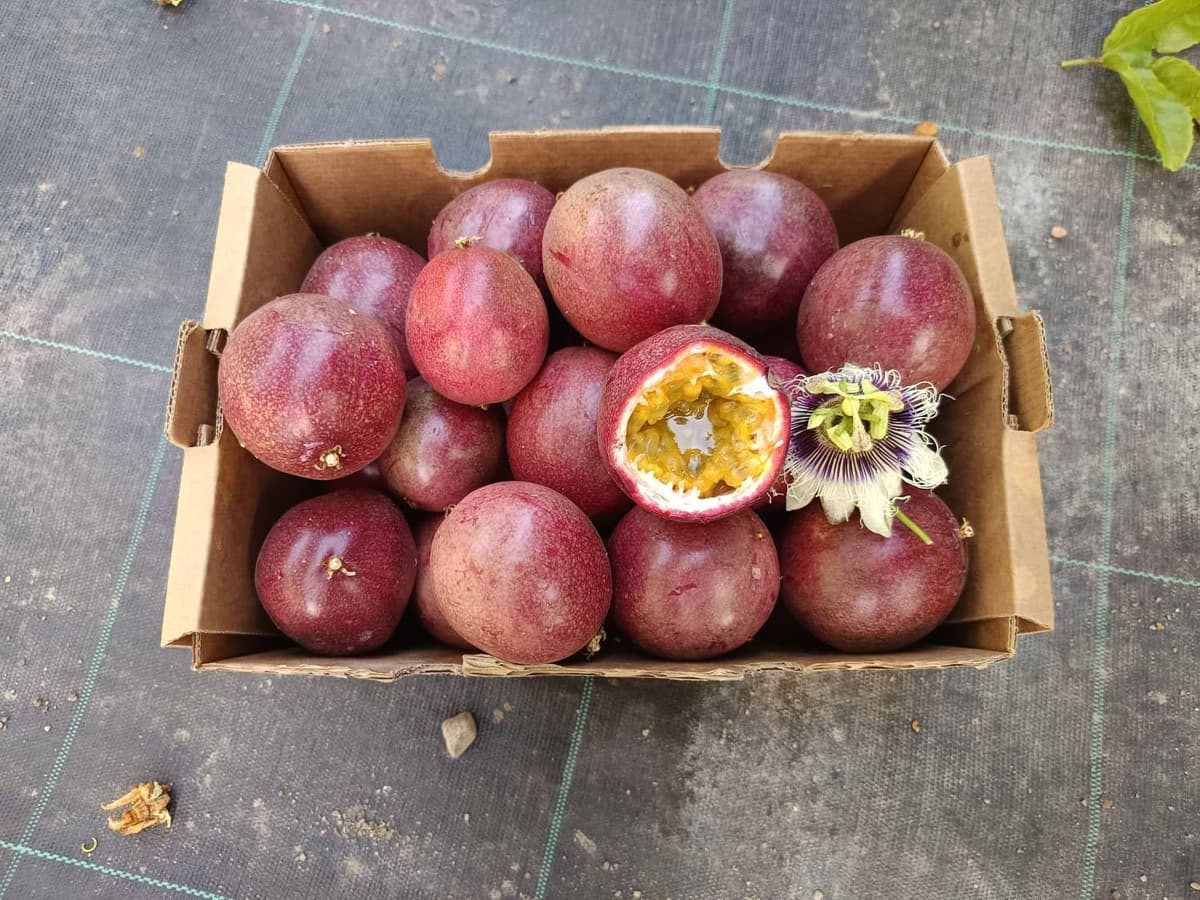 Vitalem – Maracuyá Fresca 1kg (8-12 piezas) | Fruta de la Pasión | Fruta Tropical 100% Natural y Sostenible | Cultivo Local Málaga | Passion Fruit Ideal para Smothies, Batidos y Yogurt — view 4