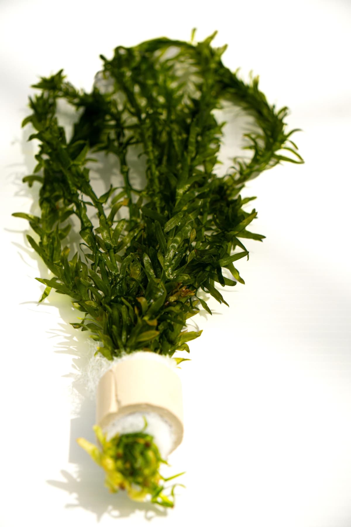 Lincolnshire Pond Plants Ltd - 20 Stems x Oxygenating Weed Live Pond Plant ELODEA DENSA - Also Aquarium Aquatic Plants (Weighted) — view 2