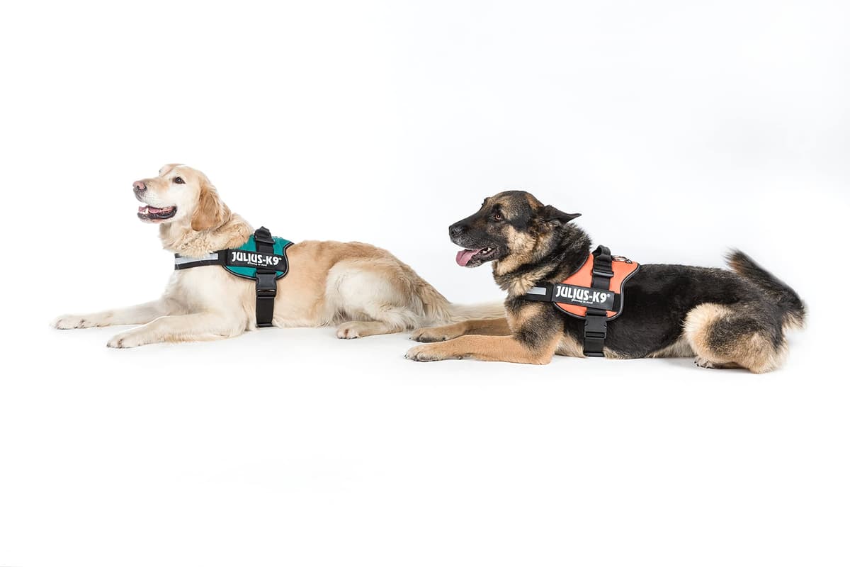 JULIUS-K9Powerharness, Size: S/Mini, Black — view 198