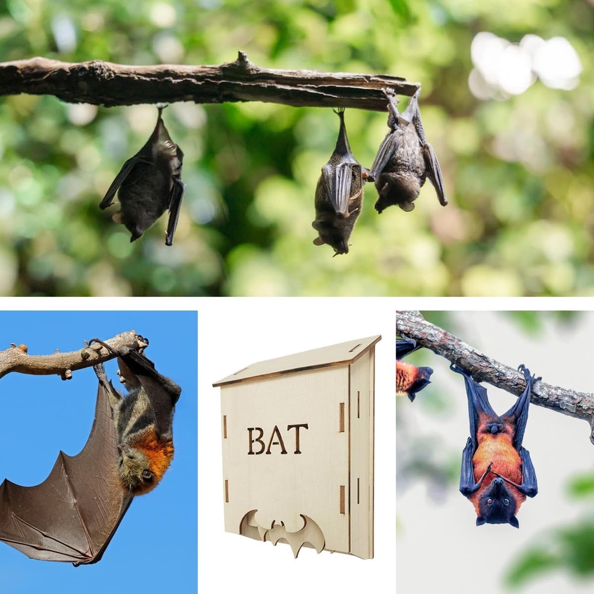 Refugio para mamíferos voladores al aire libre, bodega de madera, santuario para uso en jardín, de madera con texturas rugosas, decoración de patio, gallo de mamíferos para tierras de — view 5