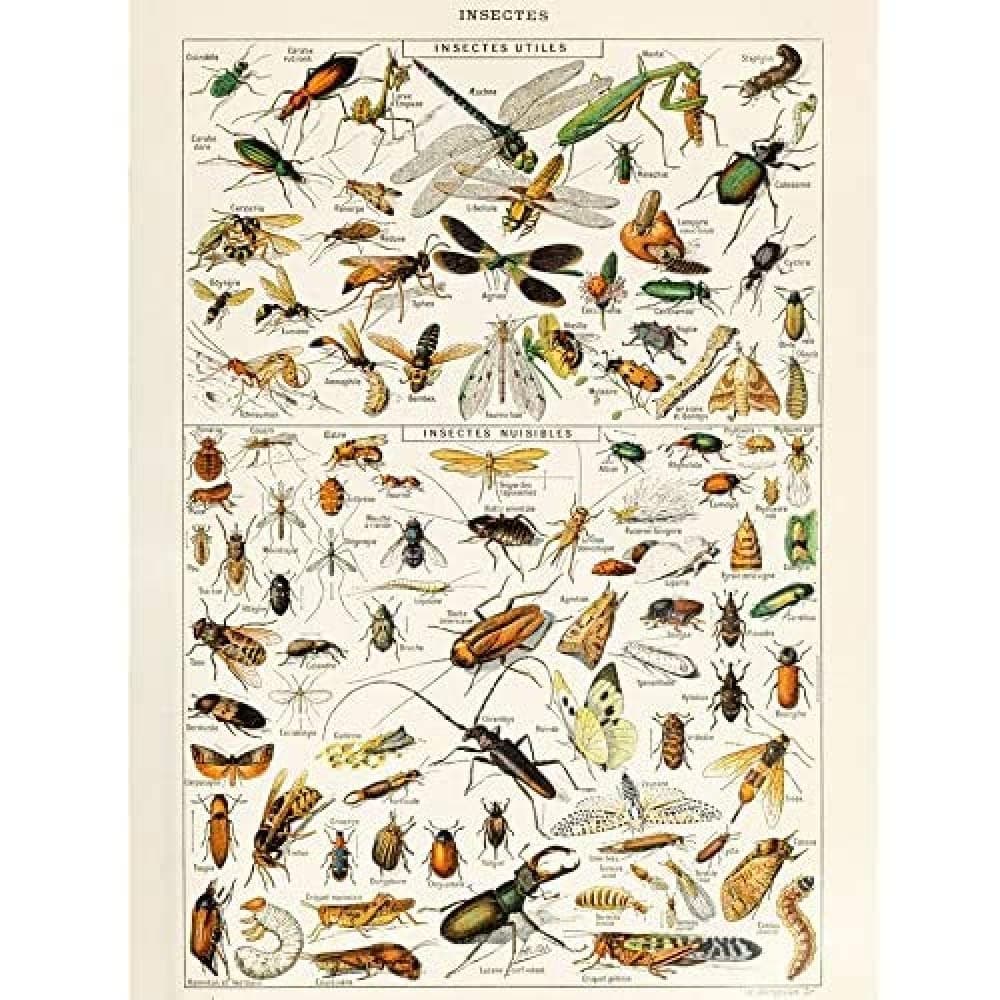 Artery8 Millot Encyclopedia Page Molluscs Shells Art Print Framed Poster Wall Decor 12x16 inch — view 60
