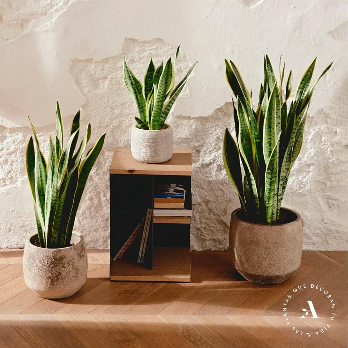 Sansevieria Trifasciata o Laurentii - Lengua de Suegra | Planta suculenta natural ideal para interior con altura 20-25 cm en maceta de 10ø | April Plants — view 5