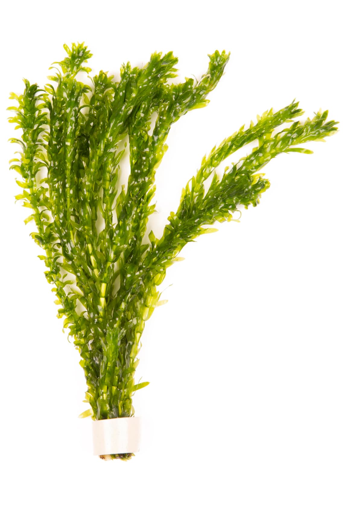 Lincolnshire Pond Plants Ltd - 20 Stems x Oxygenating Weed Live Pond Plant ELODEA DENSA - Also Aquarium Aquatic Plants (Weighted)