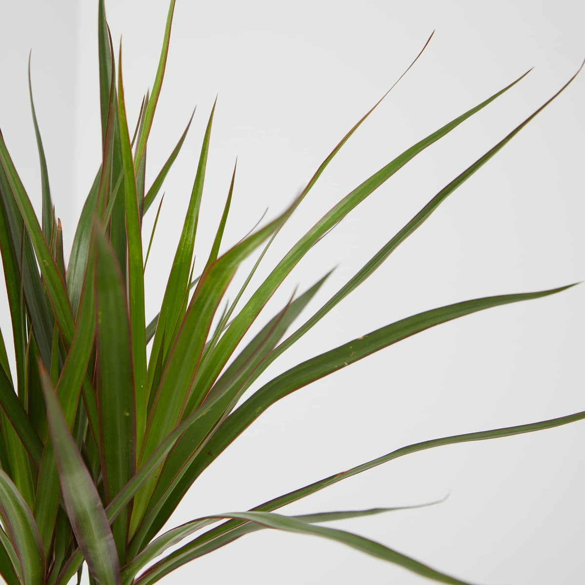 Verdecora Dracena Marginata | Dracaena Marginata | Planta natural de interior | Gran adaptación a interiores y fácil de cuidar (Maceta Ø11cm) — view 3