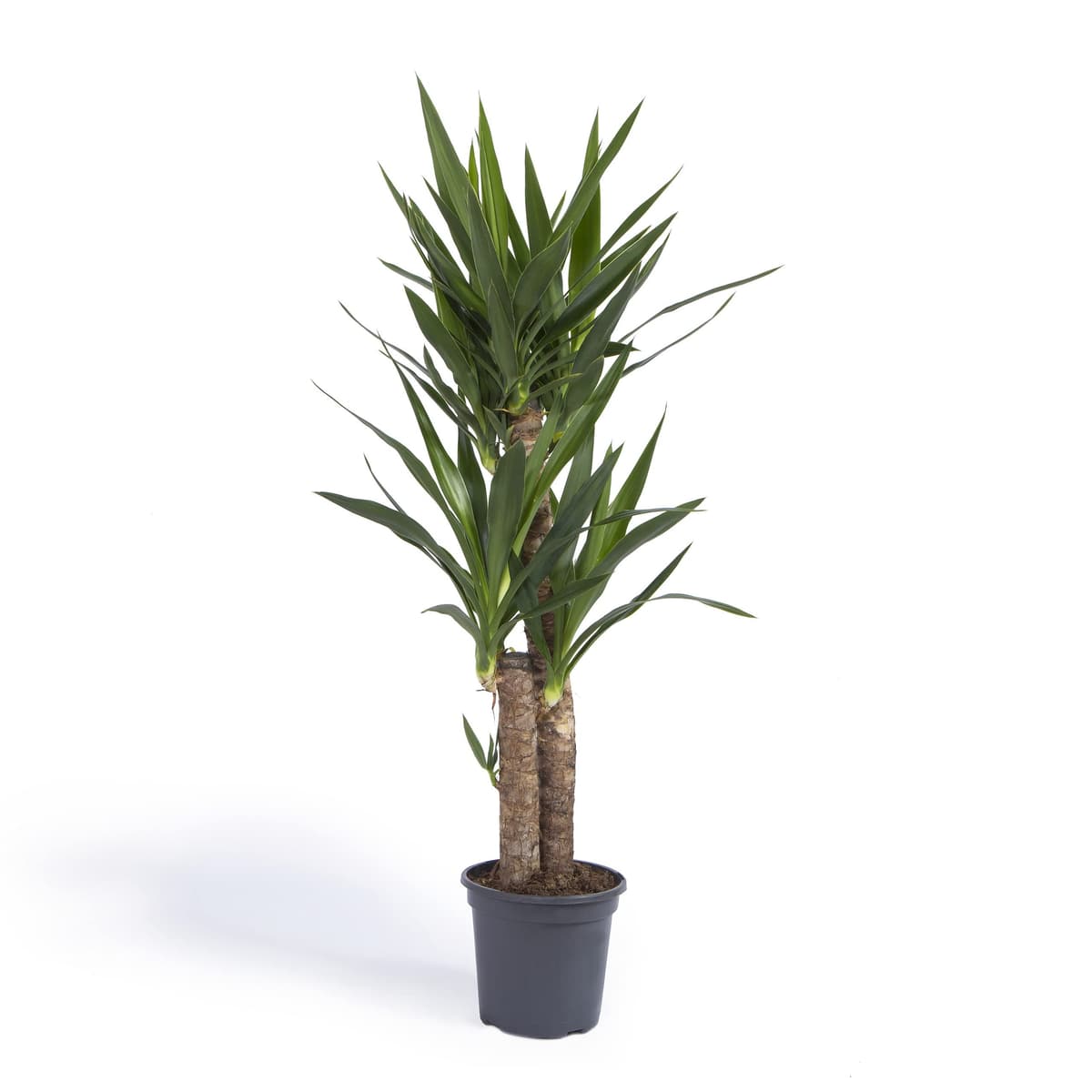Cool Green - Planta natural interior - Yuca Mediana | Decoracion hogar — view 3