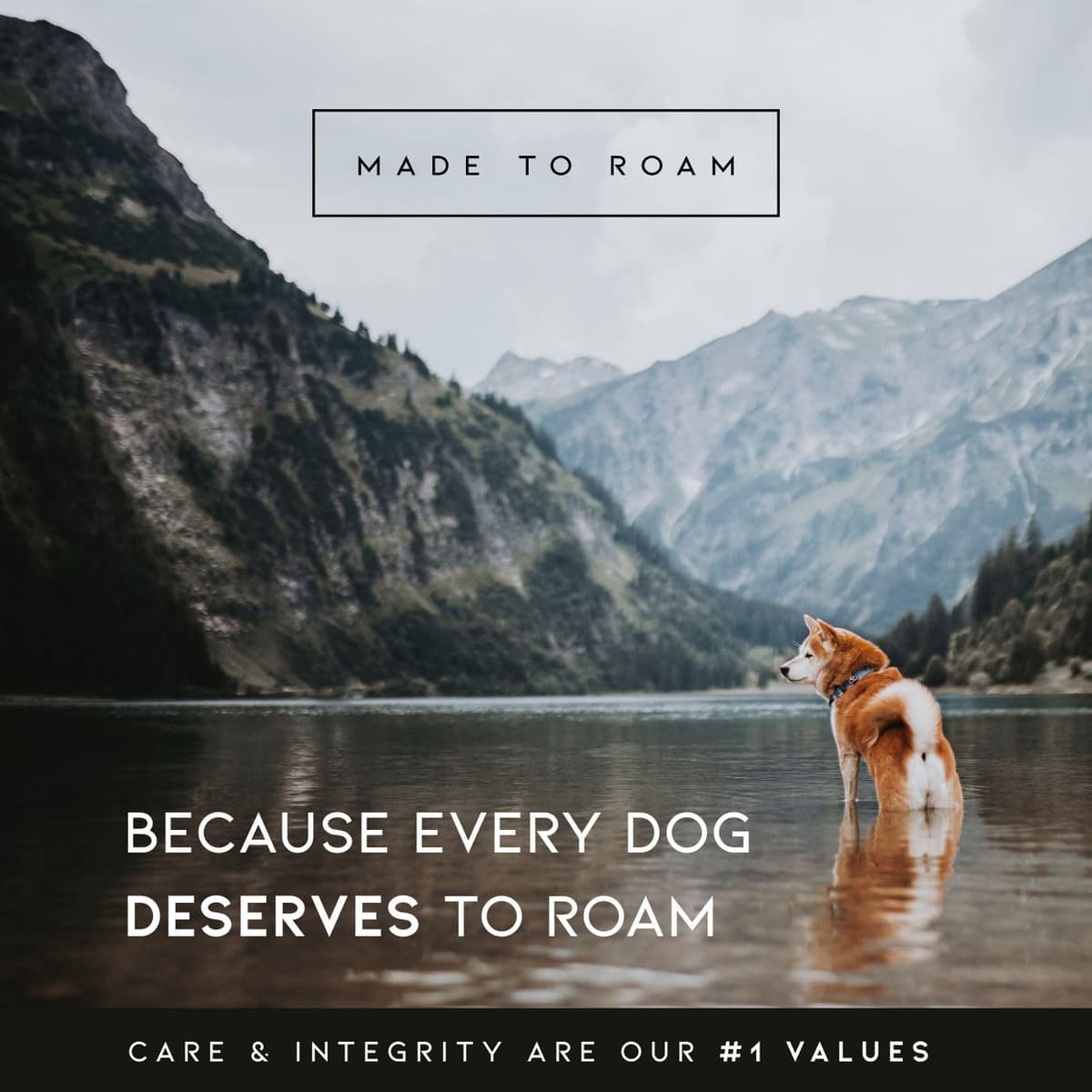 Made to ROAM Premium Dog Collar - Adjustable Heavy Duty Nylon Collar with Quick-Release Metal Buckle (Oregon Haze, Classic Size 4) — view 8