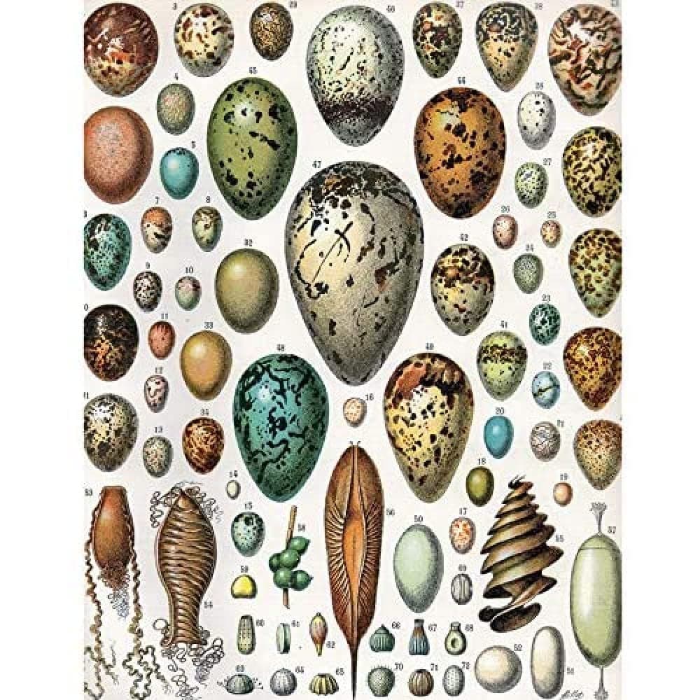 Artery8 Millot Encyclopedia Page Molluscs Shells Art Print Framed Poster Wall Decor 12x16 inch — view 109