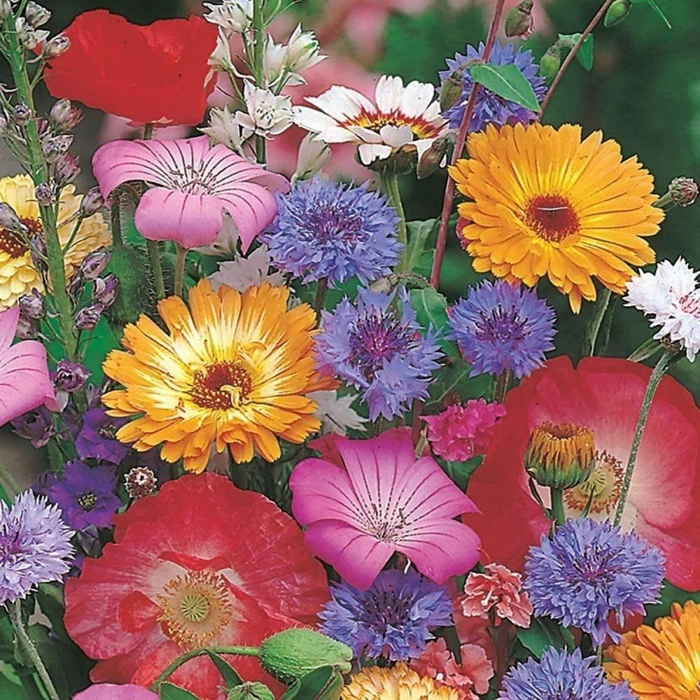 Mr Fothergill’s RHS Cottage Garden Seeds, Traditional Flower Seed Mix 20g, Summer Colour and Cut Flower Display, Borders Beds and Wildlife Gardens, Bee Friendly Cottage Style Blend — view 3