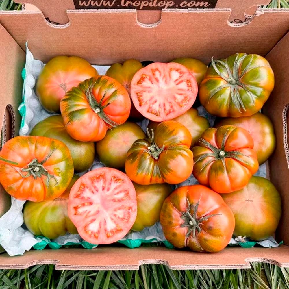 Tomate Raf | Comprar los mejores tomates Raf de temporada, frescos, de sabor único y cultivados de forma sostenible en España, directos del agricultor a tu mesa (4 Kg) — view 3