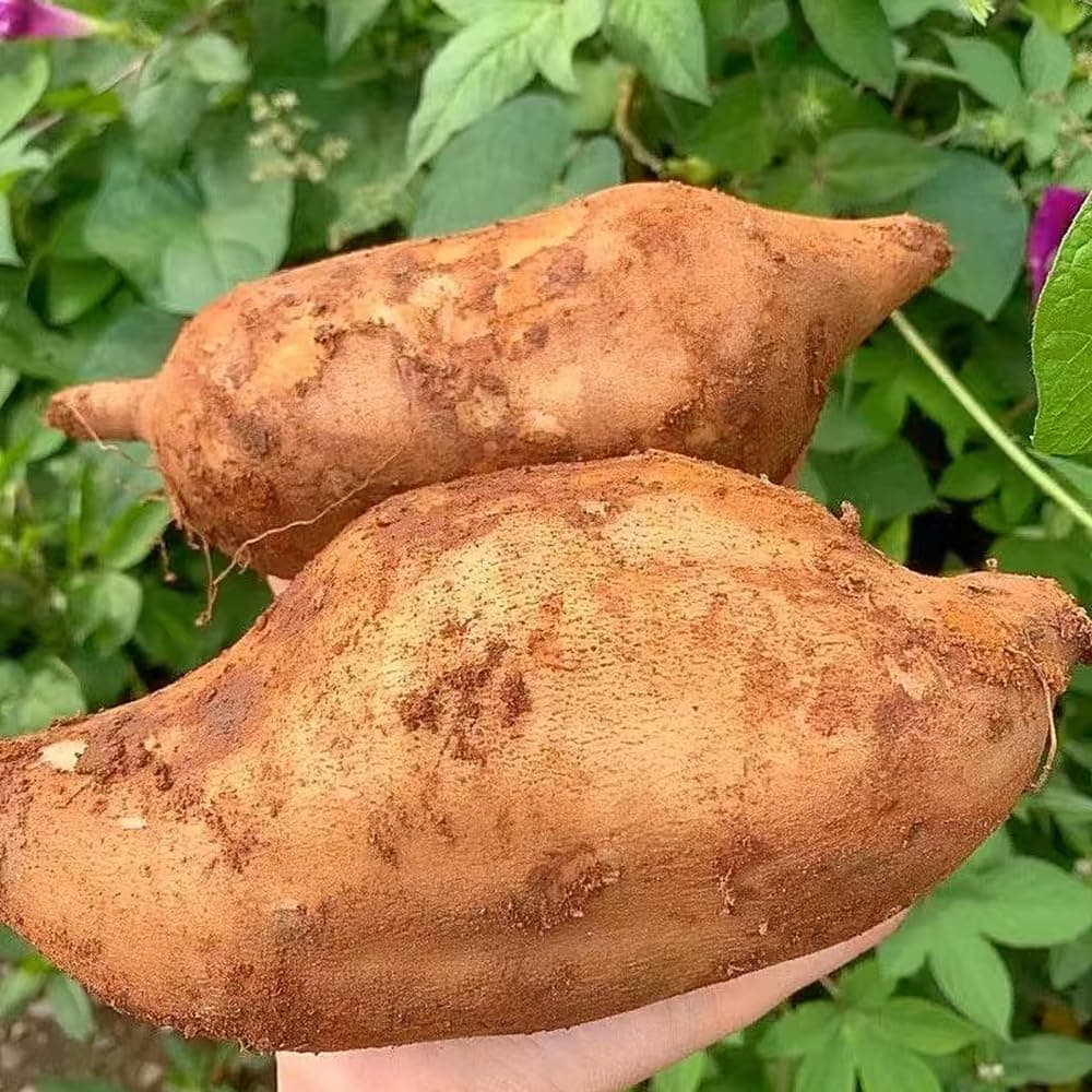 Yacón semillas orgánicas cobertura del suelo Camas elevadas para el jardín resistentes de oficina semillas de resistentes en al aire libre 30pcs — view 3