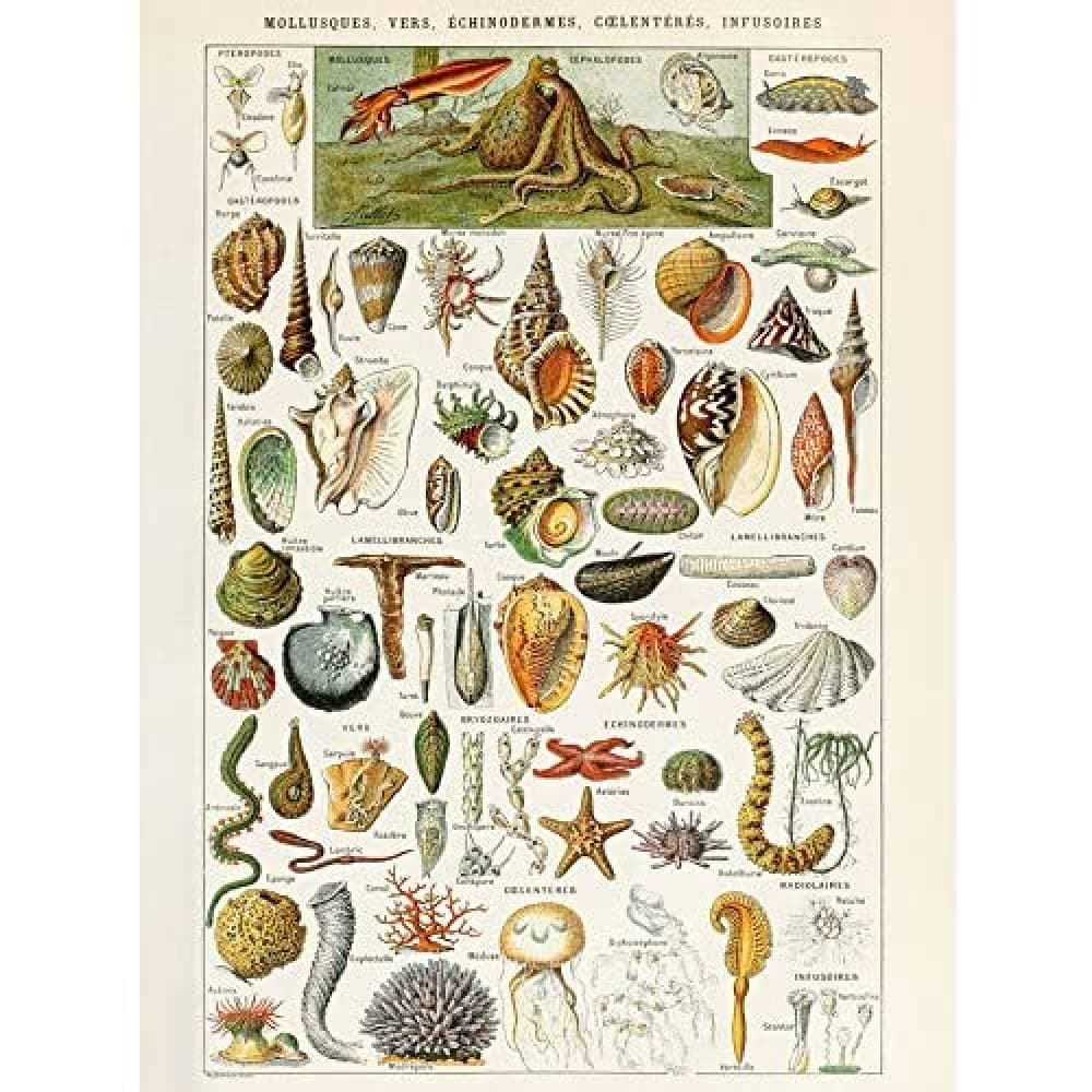 Artery8 Millot Encyclopedia Page Molluscs Shells Art Print Framed Poster Wall Decor 12x16 inch — view 143