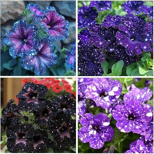 Night Sky Petunia Seeds - Multi-Color Galaxy Mix, 500+ Dwarf Wave Variety | Rare Non-GMO Heirloom Flower Seeds for Home Garden | Attracts Butterflies & Bees