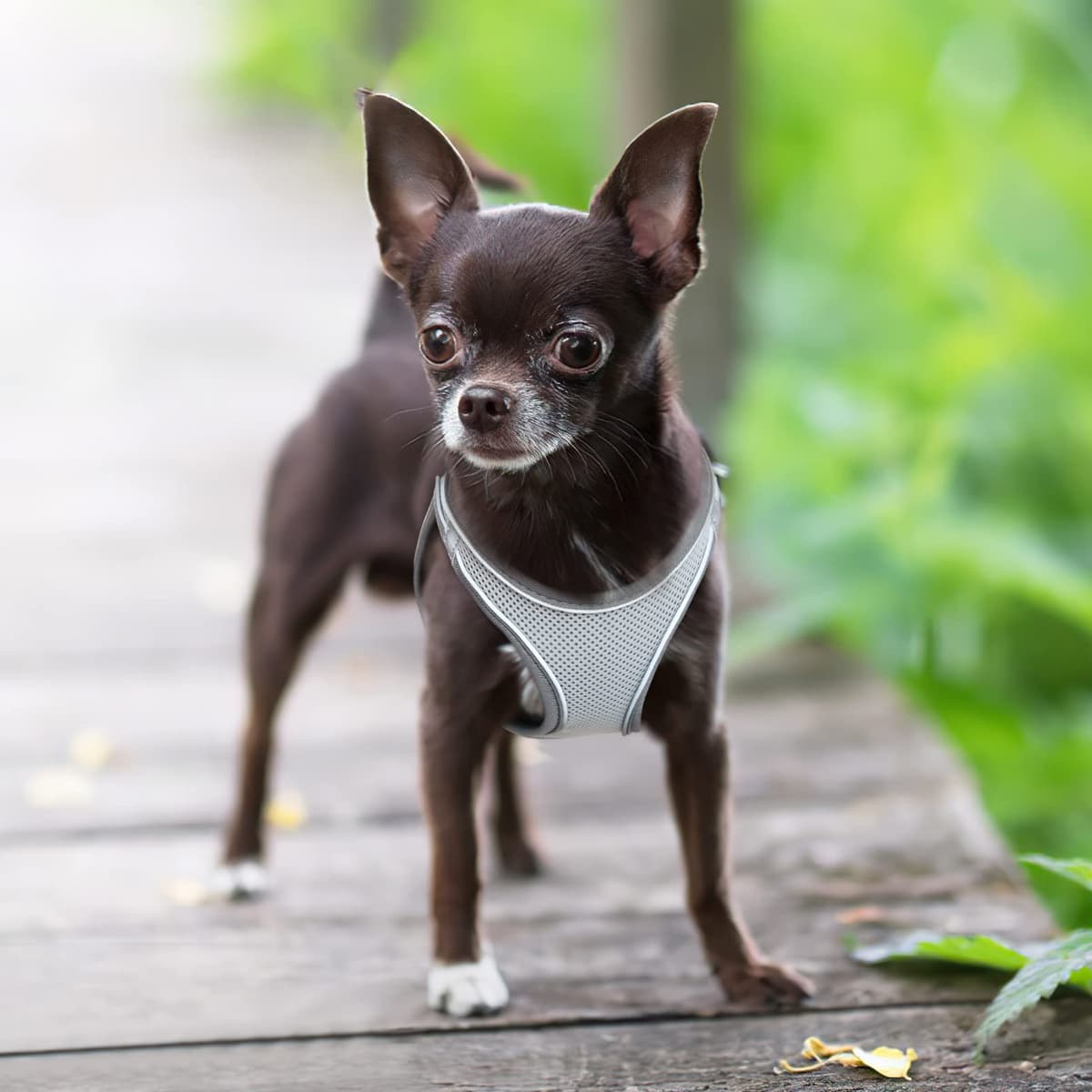 HEELE Arnes Perro Pequeño con Lineas Reflecantes Arnés Perro Antitirones Ajustable Suave Acolchado Cómodo para Viajar Pasear con Mascota, Flores Nanranja, S — view 41