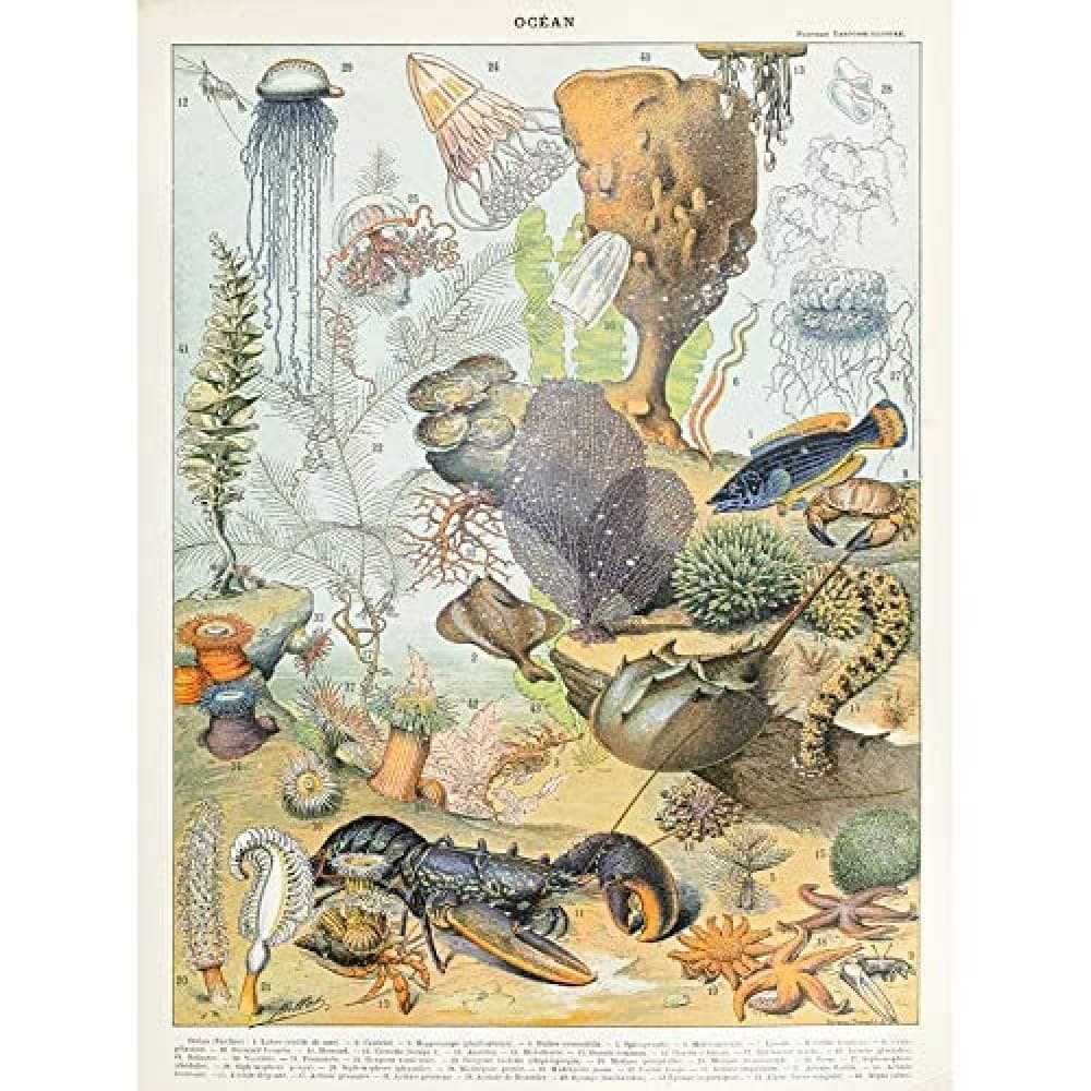 Artery8 Millot Encyclopedia Page Molluscs Shells Art Print Framed Poster Wall Decor 12x16 inch — view 88