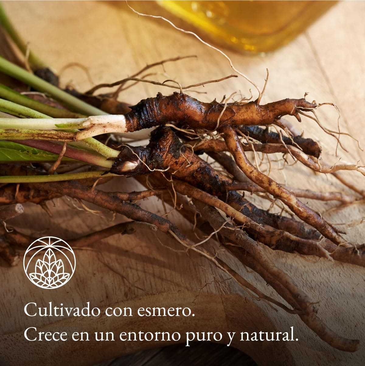 Raíz de diente de león Monte Nativo (300g) - Té Diente de leon infusion - Dandelion tea - Infusiones de hierbas - Té de hierbas – Cuidadosamente cortado y secado – 100% puro y natural — view 4
