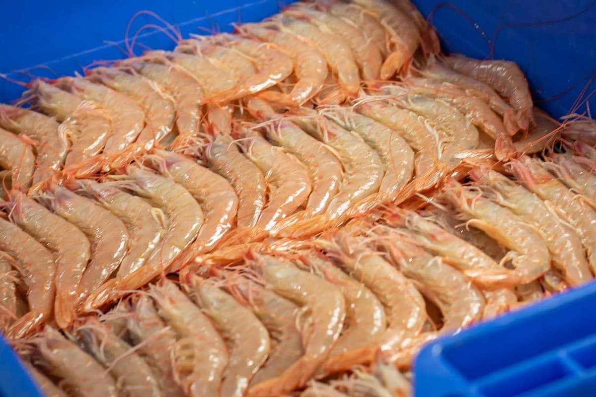 Gamba Blanca de Huelva - Pescadería Premium - 1 kg -Pescado y Marisco Fresco de Lonja (1 kg, Gamba Blanca)