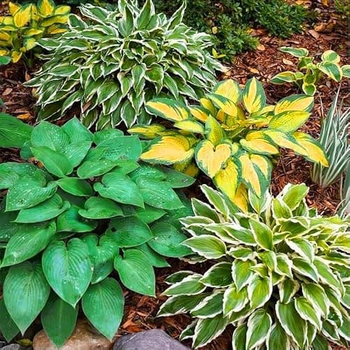 185+ Mix Color Hosta Seeds for Planting - Shade Tolerant Perennials Flowers — view 3
