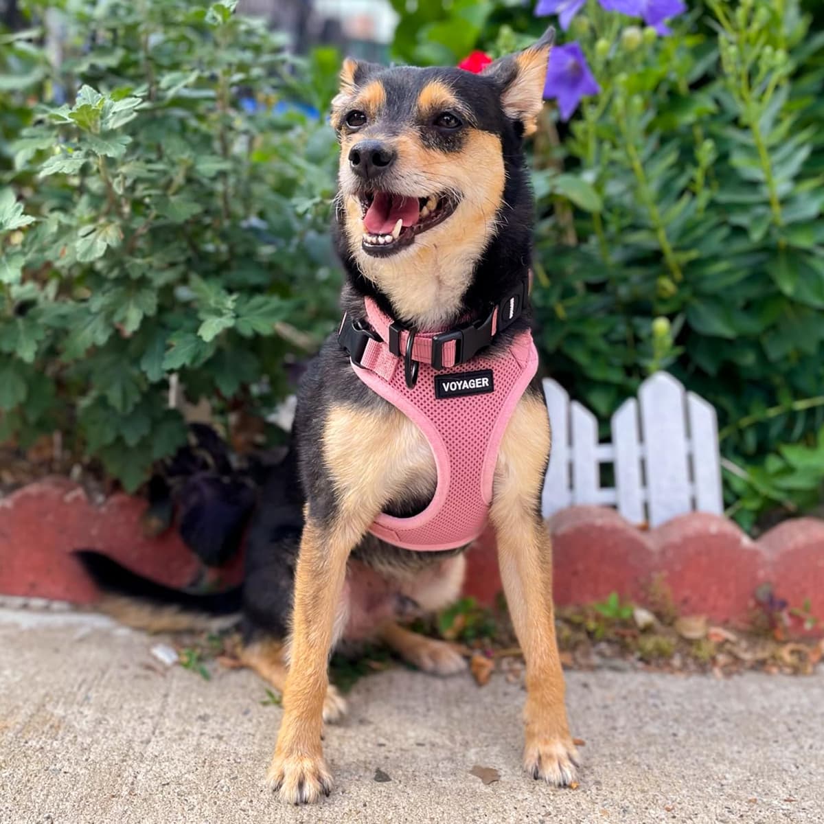 Best Pet Supplies Voyager Step-in Lock Pet Harness – All Weather Mesh, Adjustable Step in Harness for Cats and Dogs Pink (Matching Trim), XS (Chest: 11-16" Fit Cats) — view 9