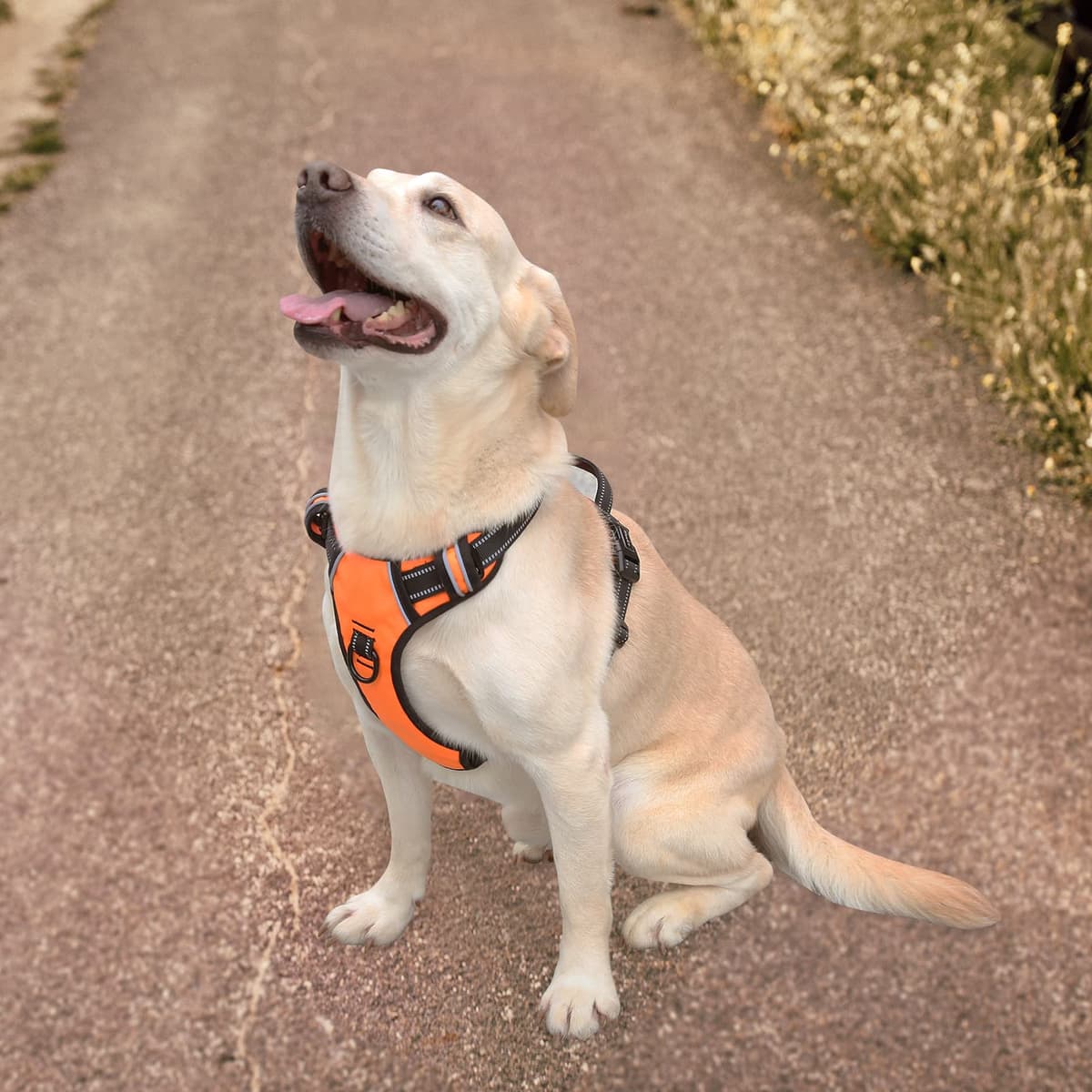 HEELE Dog Harness Medium No Pull Dog Vest Harness with Soft Handle Reflective Pet Harness for Outdoor Training Walking, Black, M — view 230