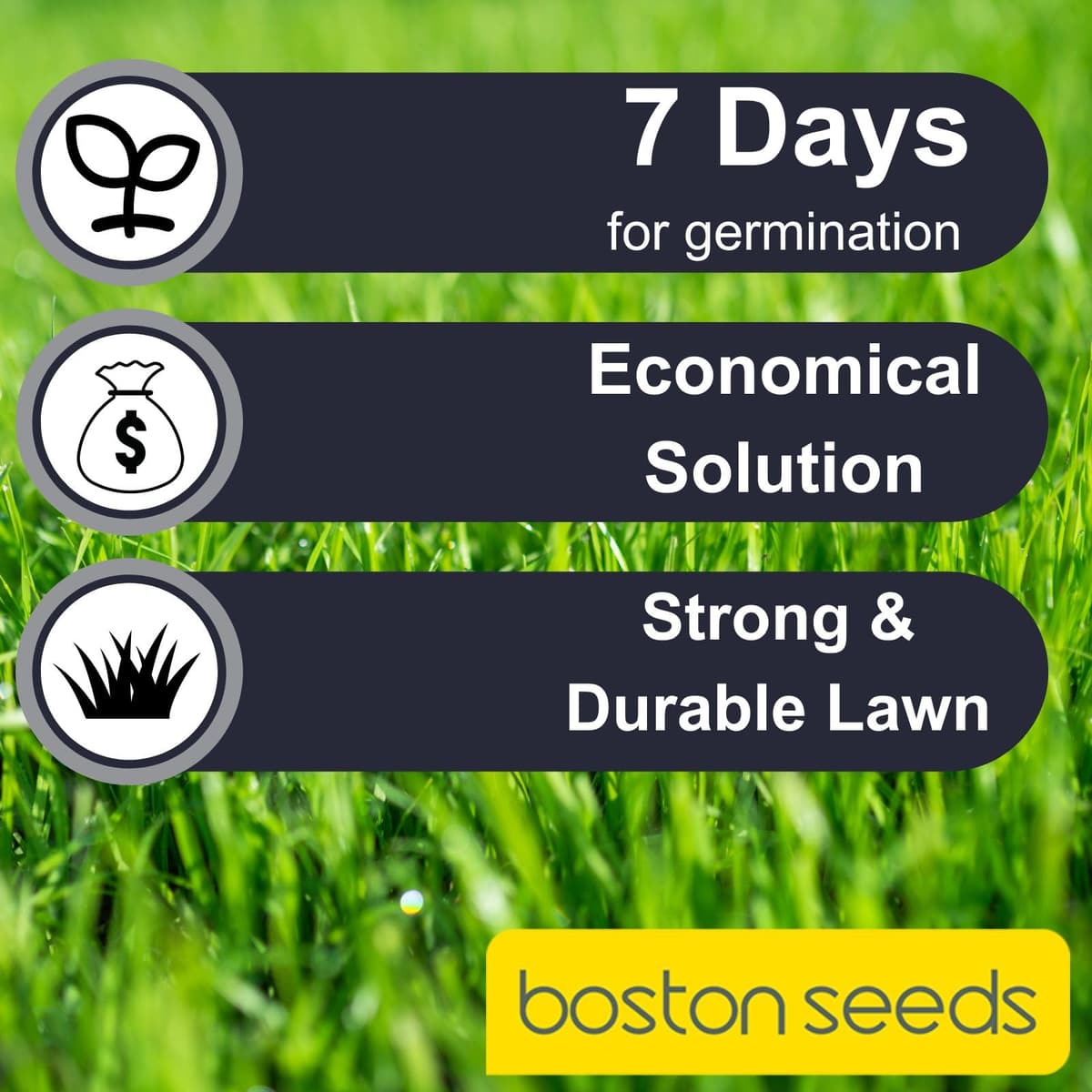 Boston Seeds Fast Growing Grass Seed - Hard Wearing Grass Seeds in Various Weights. Rapid Germination Seeds for Lawns & Landscapes (Eco - 5 Kilogram). — view 4