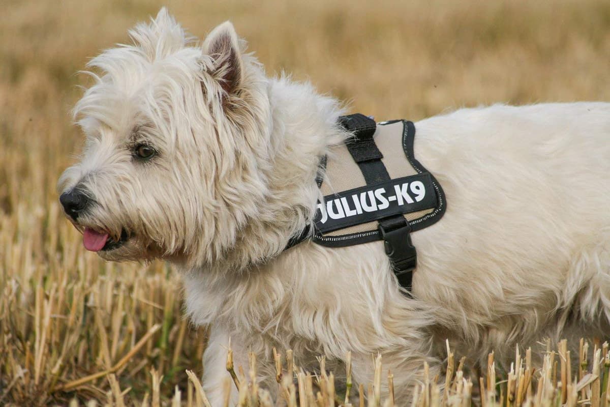 JULIUS-K9Powerharness, Size: S/Mini, Black — view 98