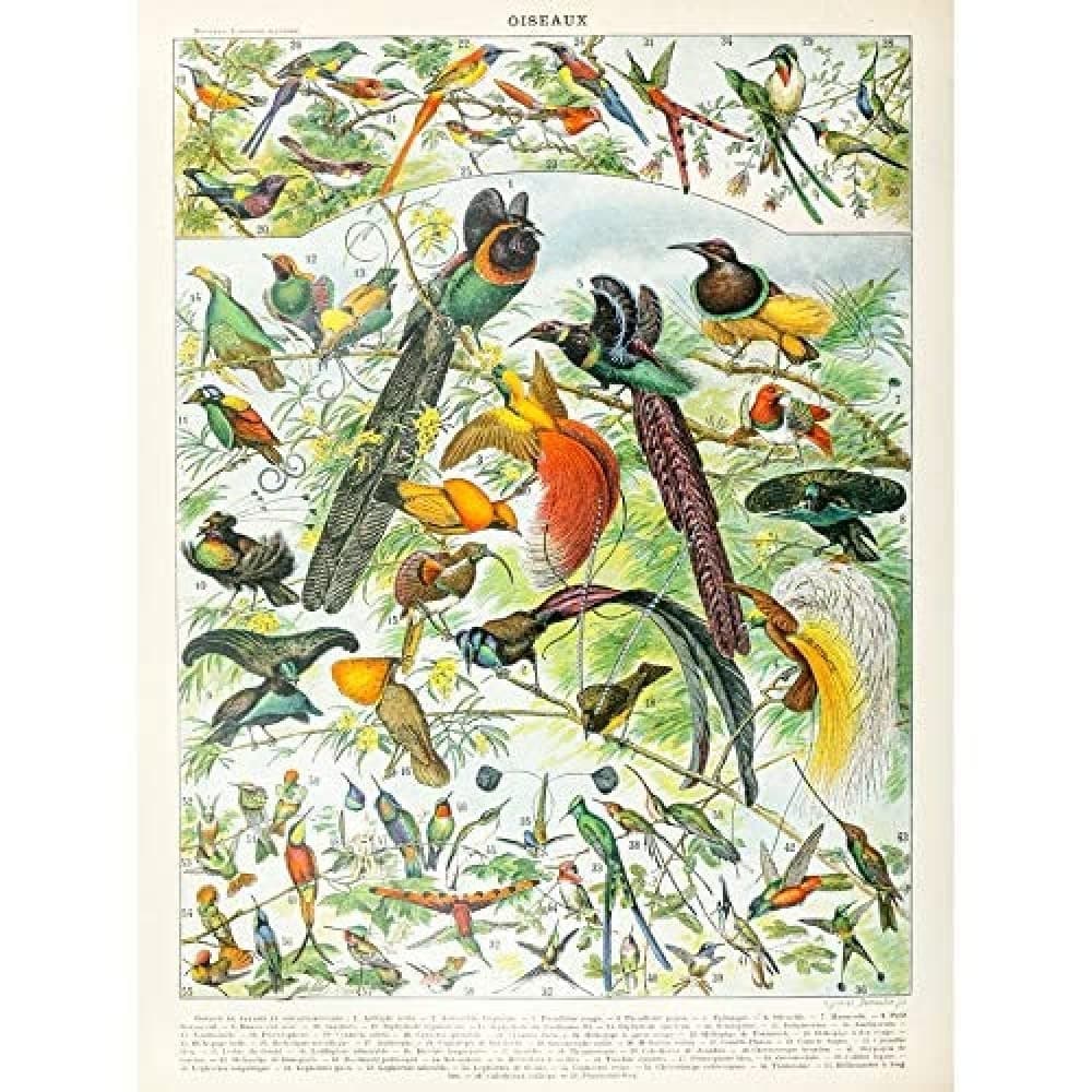 Artery8 Millot Encyclopedia Page Molluscs Shells Art Print Framed Poster Wall Decor 12x16 inch — view 168