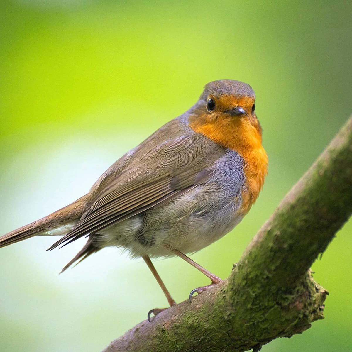 Copdock Mill Wild Bird Seed & Grain Mix 3.8 kg/5L Tub – All Year-Round High-Energy Wild Bird Food – 100% Natural Ingredients Including Sunflower Seeds and Peanuts — view 7