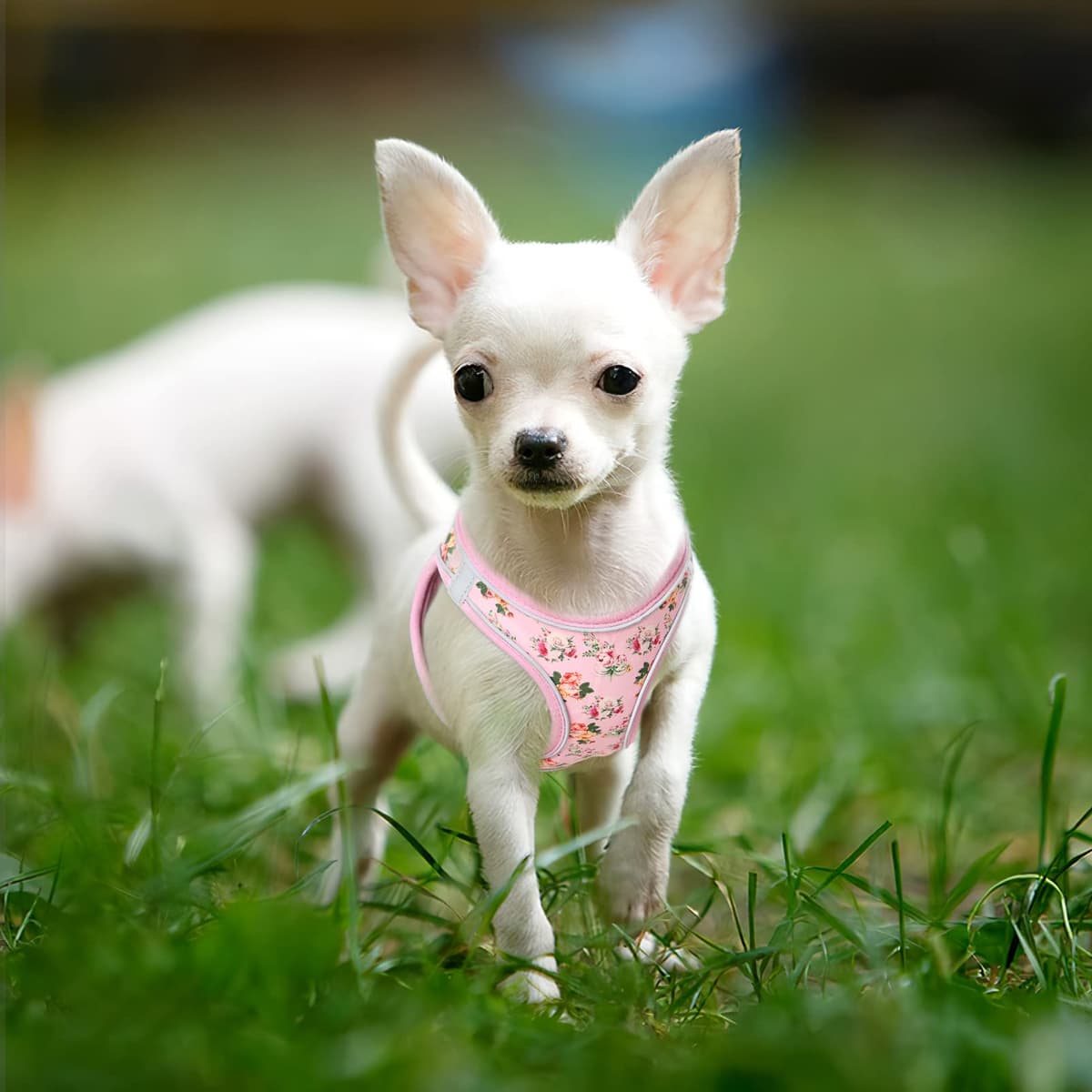 HEELE Arnes Perro Pequeño con Lineas Reflecantes Arnés Perro Antitirones Ajustable Suave Acolchado Cómodo para Viajar Pasear con Mascota, Flores Nanranja, S — view 15