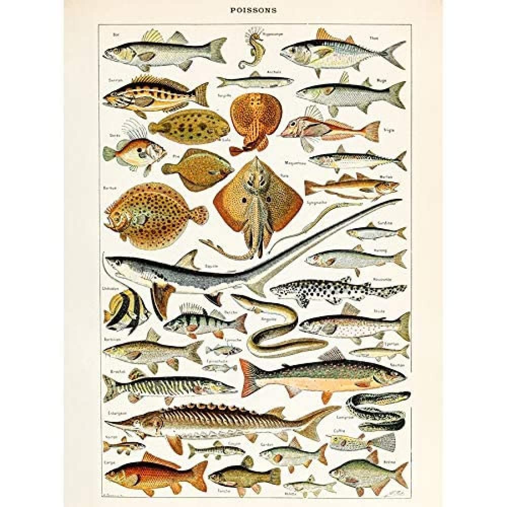 Artery8 Millot Encyclopedia Page Molluscs Shells Art Print Framed Poster Wall Decor 12x16 inch — view 31