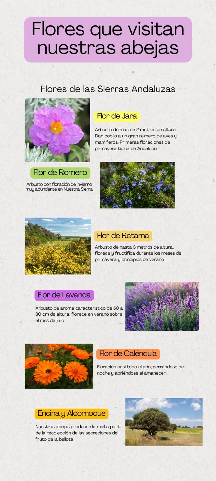 Miel Pura de Abeja-100% Origen España-Miel Cruda-1Kg-Miel Natural-Directa de Apicultor-Sin Procesar-Sin Pasteurizar. (Kg, Flores silvestres) — view 3