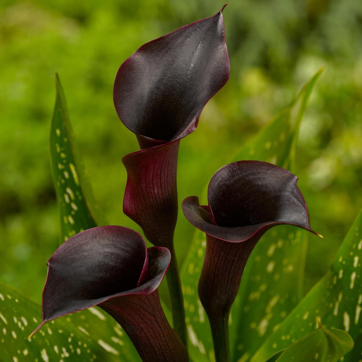 Pasión Negra Zantedeschia Calla Lirios de Bulbos, 5 piezas reales y grandes que producen más de 5 flores, Planta de jardín ideal, Bulbos de flores de origen holandés (no son semillas ni artificiales) — view 3