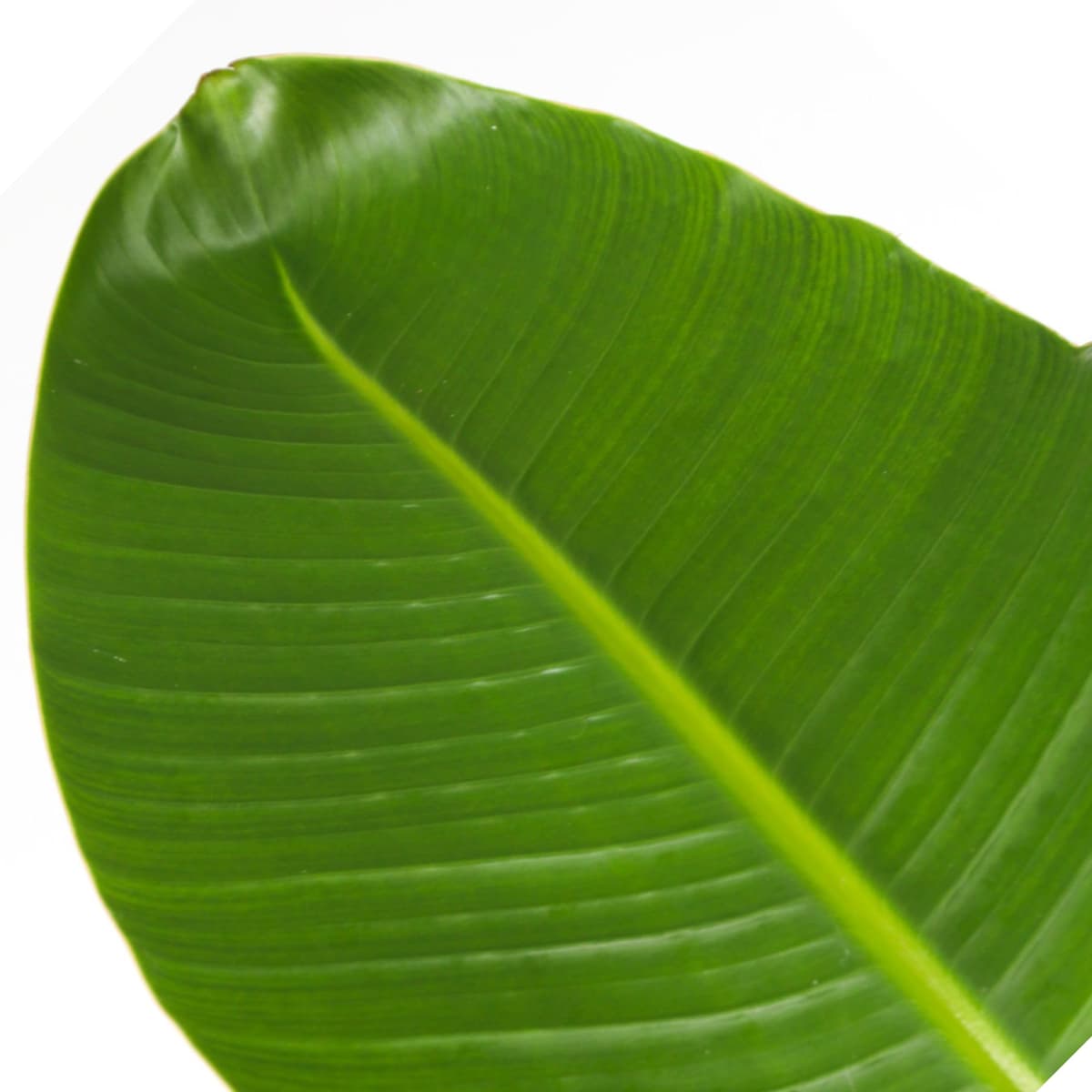Plant in a Box - XXL Strelitzia Nicolai - Planta grande de interior - Planta de ave del paraíso - Maceta 28cm - Altura 150-170cm — view 4