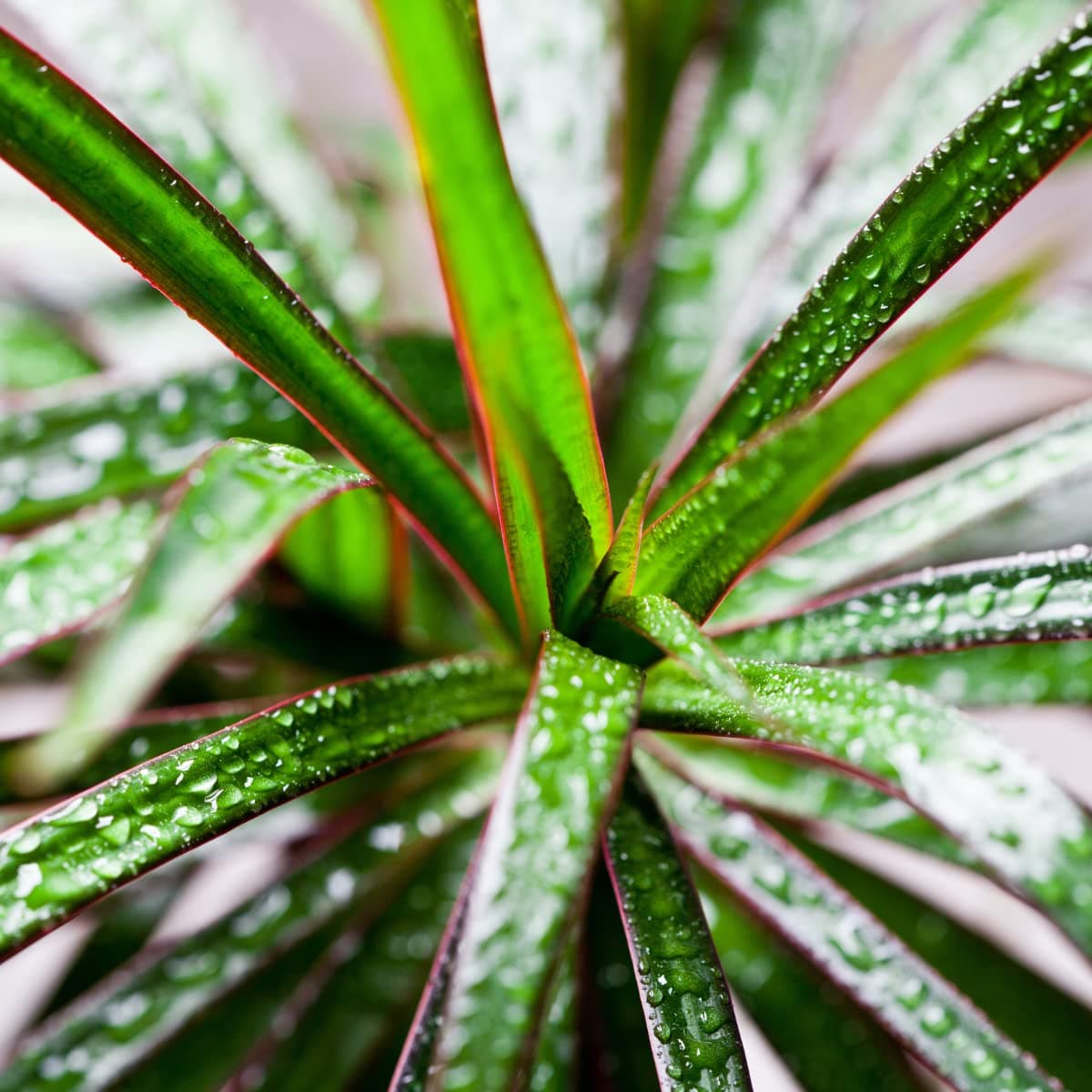 Verdecora Dracena Marginata | Dracaena Marginata | Planta natural de interior | Gran adaptación a interiores y fácil de cuidar (Maceta Ø11cm) — view 5