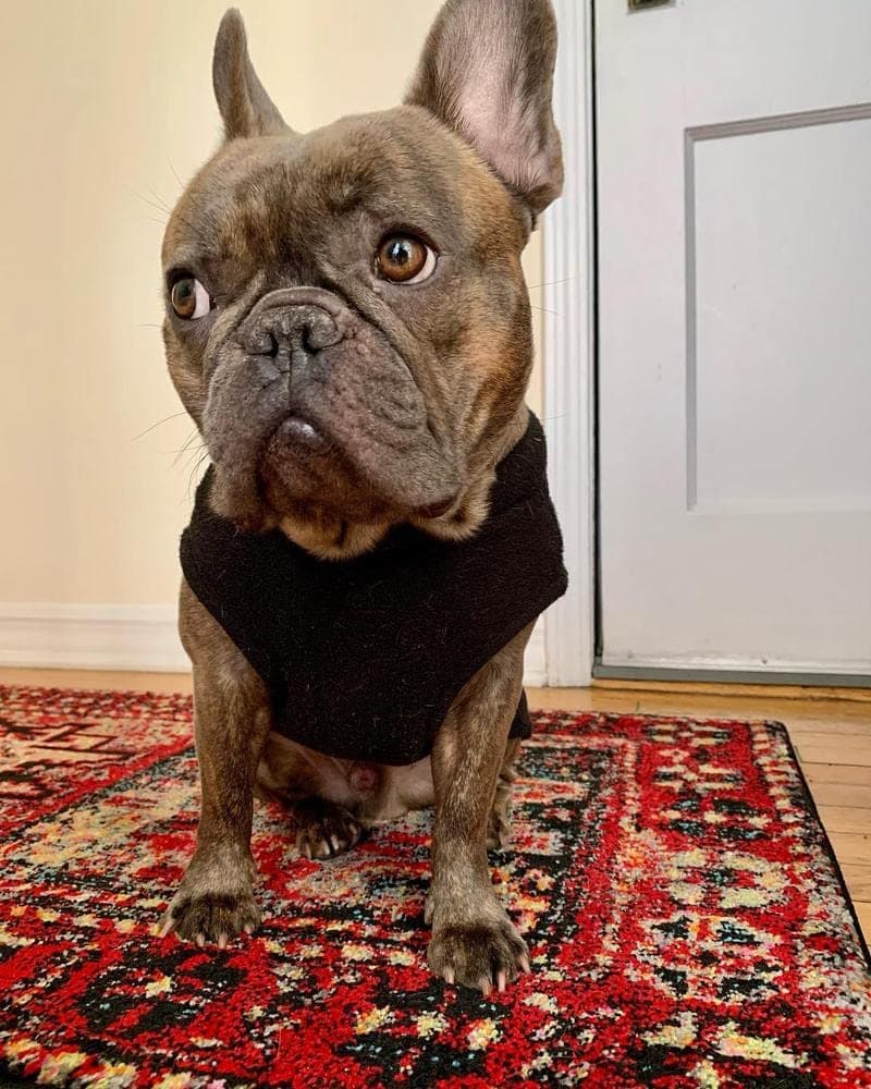 Gooby Stretch Fleece Pull Over Cold Weather Dog Vest, 2X-Large, Black — view 5