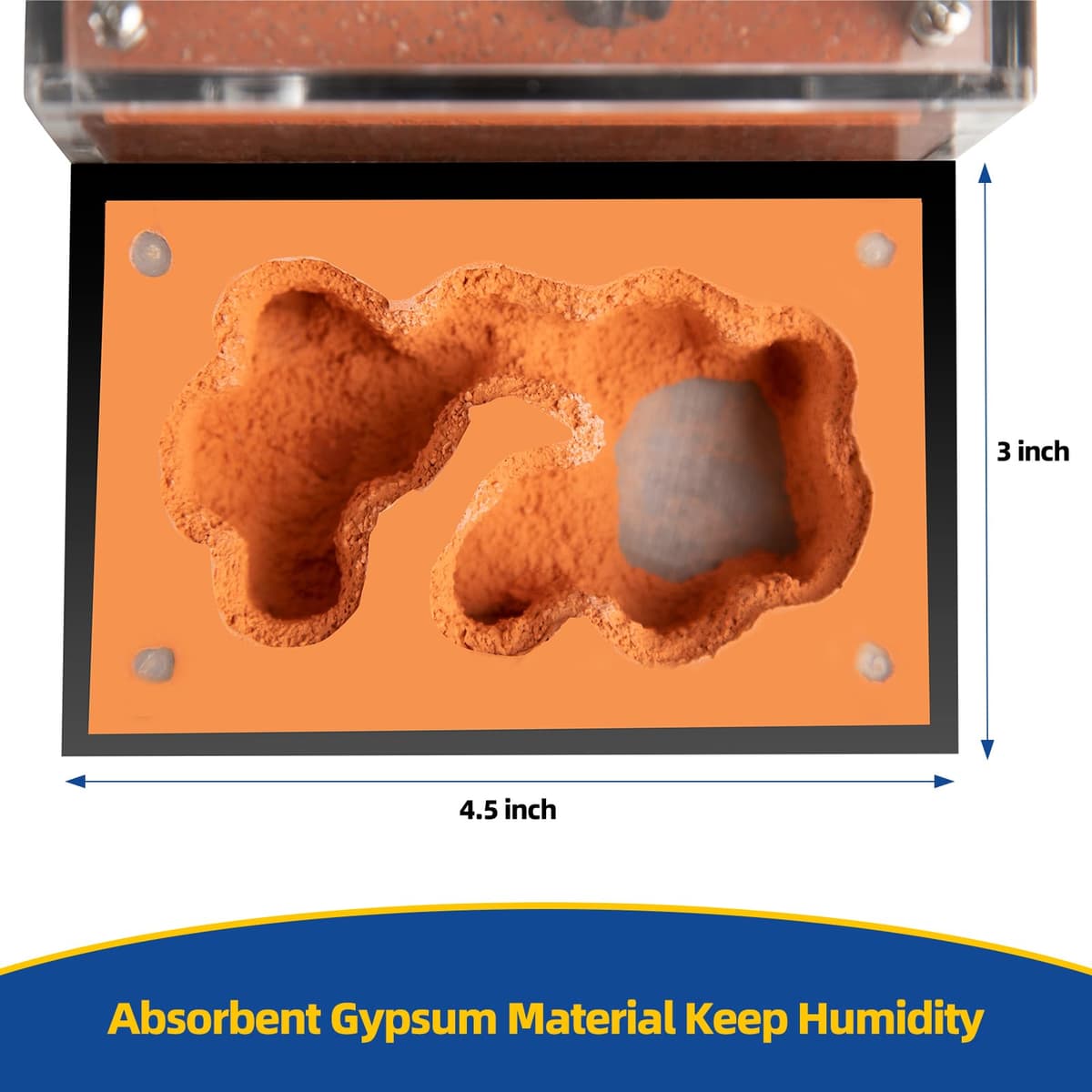 Formicarium - Ant Farm Habitat for Live Ants & Queen, Adult Educational Kit for Ant Behavior Study and Learning, Ant Nest — view 4