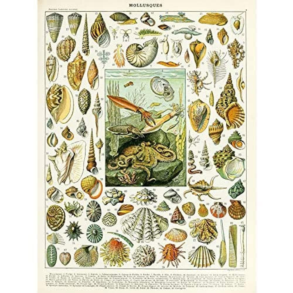 Artery8 Millot Encyclopedia Page Molluscs Shells Art Print Framed Poster Wall Decor 12x16 inch — view 133