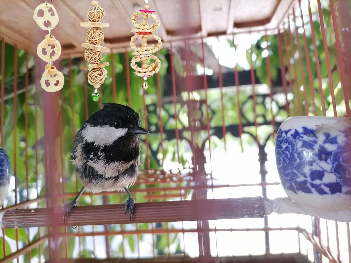 Allazone 14 Pz Juguetes para Pájaros, Escalera de Madera, Pájaros Juguetes con Campanas Que Cuelga la Perca Juguete para Pequeños y Medianos Loros de Aves — view 5
