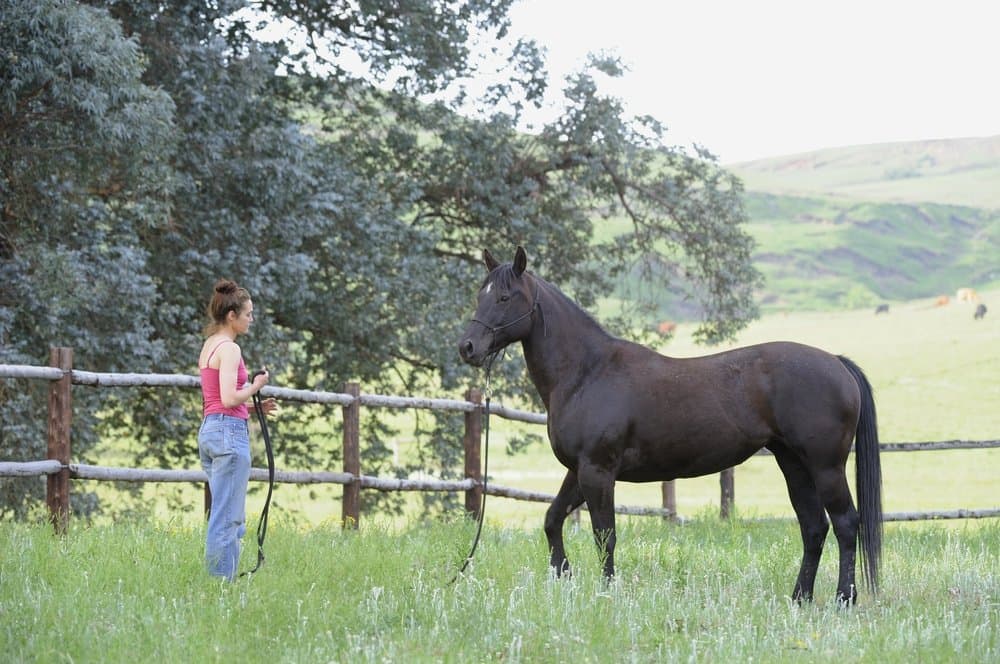 Parelli Training Natural Rope Headcollar in 11 Sizes - Miniature Foal Shetland Weaning Pony Cob Arabian Full Horse Extra Full and Draft — view 5