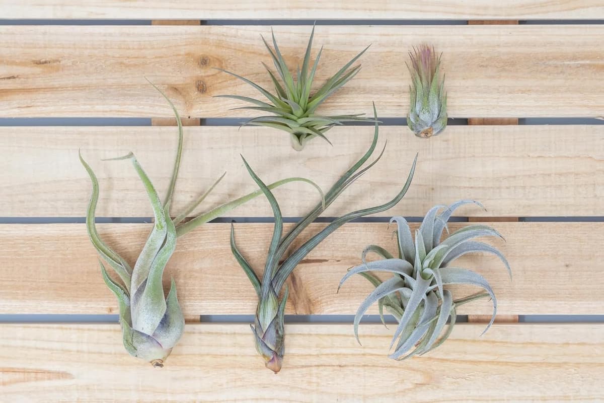 Garden Center Shop | Pack Tillandsias Naturales | Plantas Aéreas Sin Tierra | Set Variado Decorativo | Fácil Cuidado | Ideal Interior y Regalo (5) — view 3