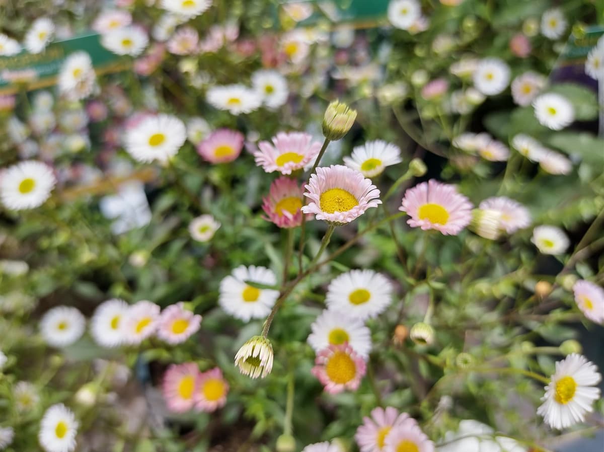 Erigeron ‘Stallone’ Seeds – Compact Daisy Fleabane | Long-Flowering, Bee-Friendly Perennial | Ideal for Borders, Rock Gardens & Containers (50 Seeds) — view 3
