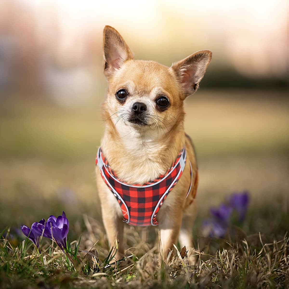 HEELE Arnes Perro Pequeño con Lineas Reflecantes Arnés Perro Antitirones Ajustable Suave Acolchado Cómodo para Viajar Pasear con Mascota, Flores Nanranja, S — view 98