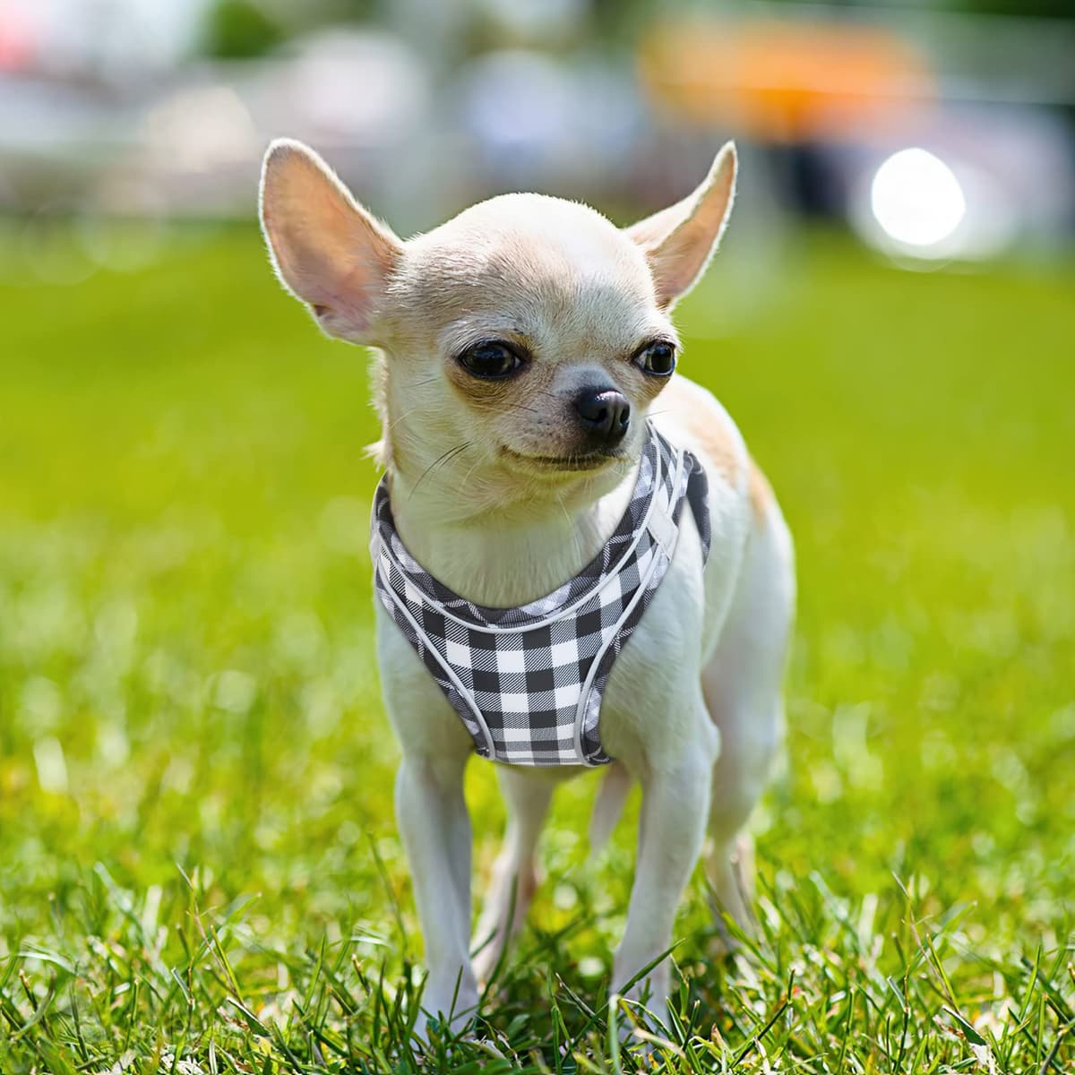 HEELE Arnes Perro Pequeño con Lineas Reflecantes Arnés Perro Antitirones Ajustable Suave Acolchado Cómodo para Viajar Pasear con Mascota, Flores Nanranja, S — view 28