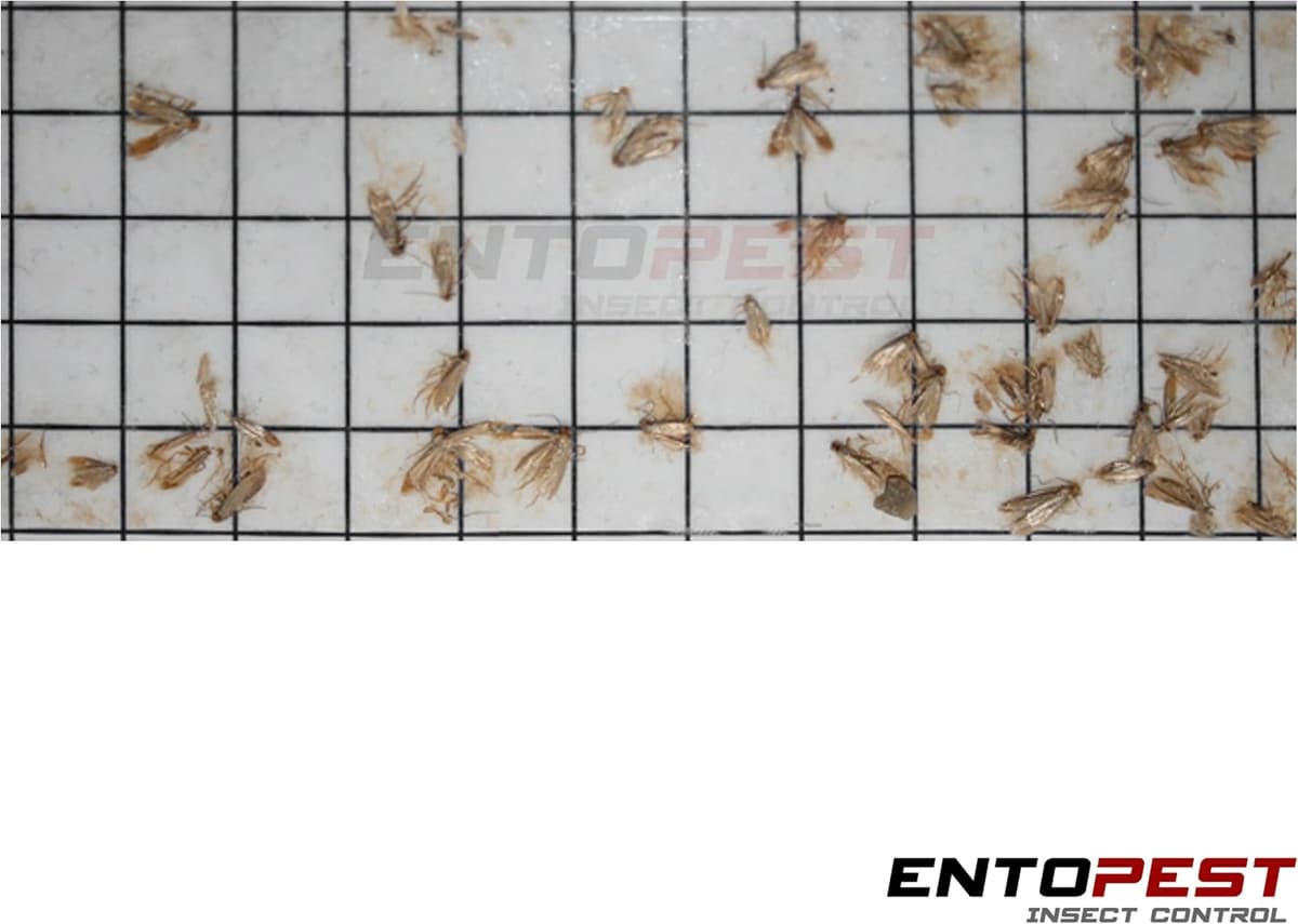 Entopest 10-Pack Clothes Moth Monitoring Traps – Refill for Room & Wardrobe Hanger Units – For Detection of Tineola bissellie