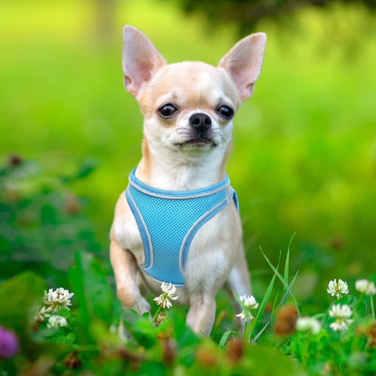 HEELE Arnes Perro Pequeño con Lineas Reflecantes Arnés Perro Antitirones Ajustable Suave Acolchado Cómodo para Viajar Pasear con Mascota, Flores Nanranja, S — view 49