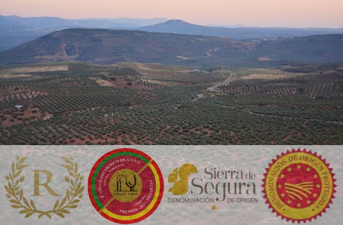 ORO EN RAMA | Extra Virgin Olive Oil Picual de Jaén | NEW HARVEST 25/26 | Best Early Harvest Green EVOO Prize | DOP Sierra de Segura | Intense fruity flavor — view 7