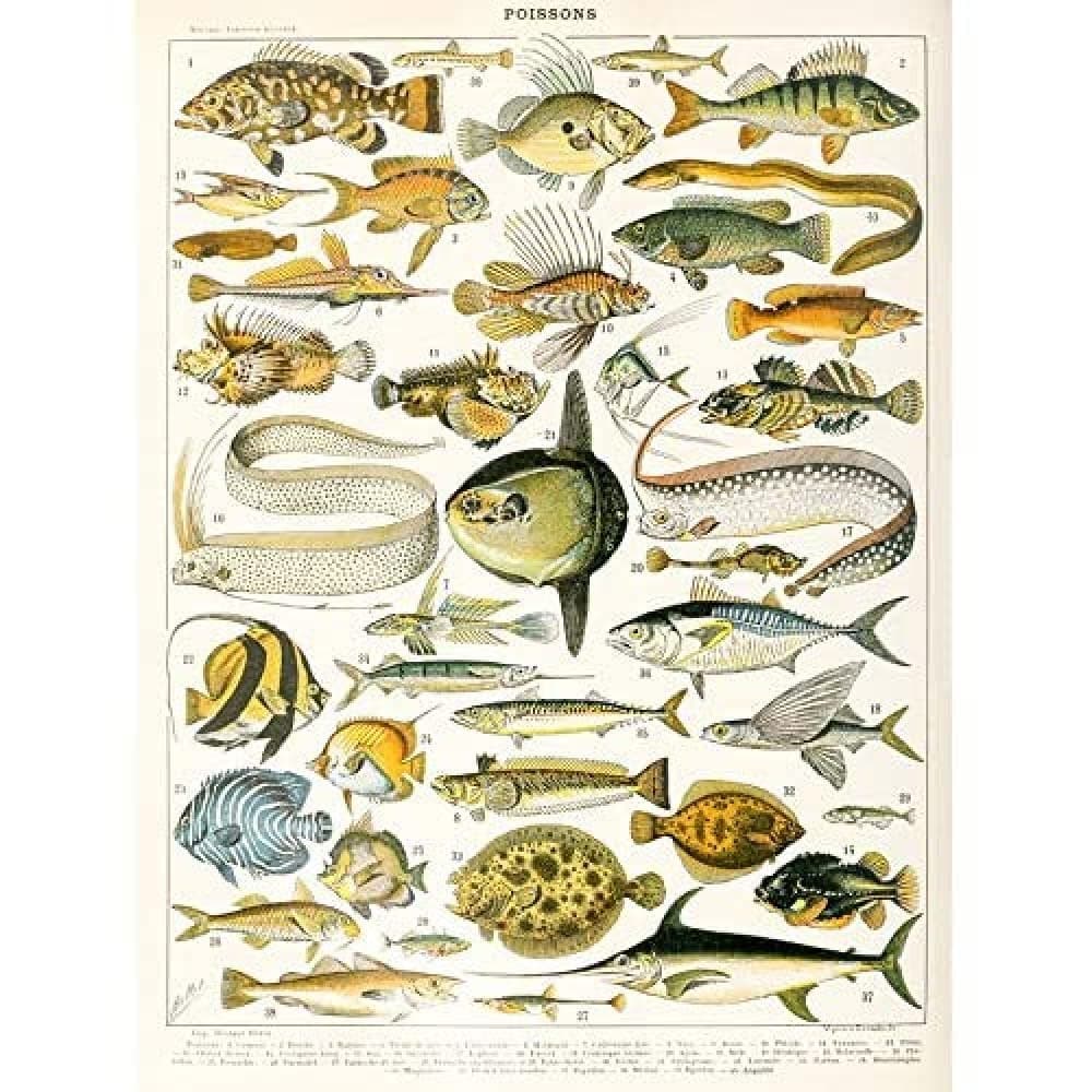 Artery8 Millot Encyclopedia Page Molluscs Shells Art Print Framed Poster Wall Decor 12x16 inch — view 158