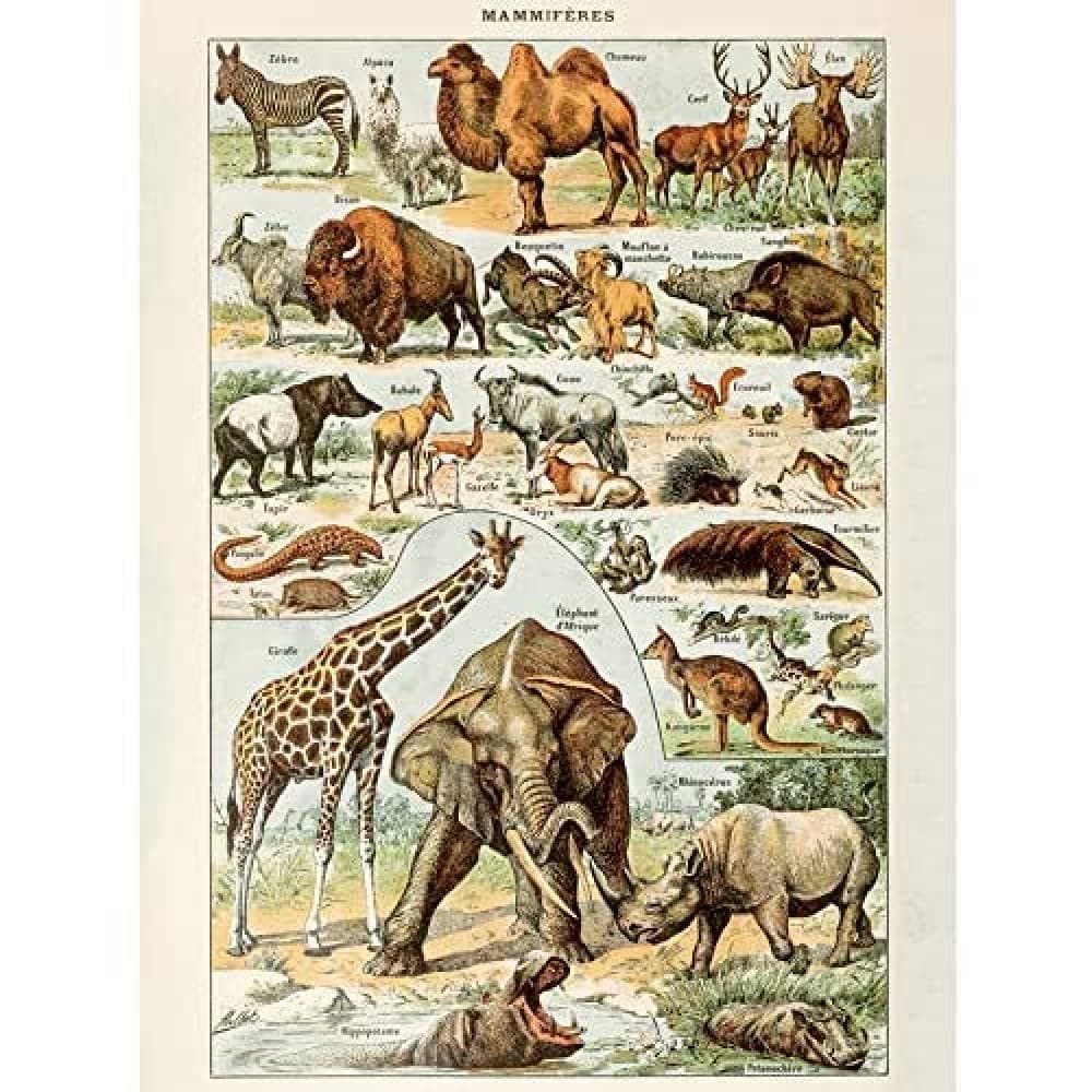 Artery8 Millot Encyclopedia Page Molluscs Shells Art Print Framed Poster Wall Decor 12x16 inch — view 155