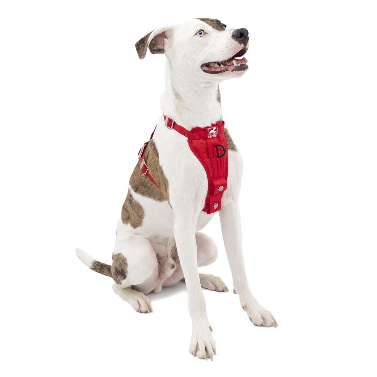 Kurgo Tru-Fit Smart Dog Walking Harness - Comfortable Fit - Adjustable Harness - Reflective Pet Wear - Quick Strap Release - Daily Walk Accessory - Includes Seat Belt Loop - Black - Medium — view 19