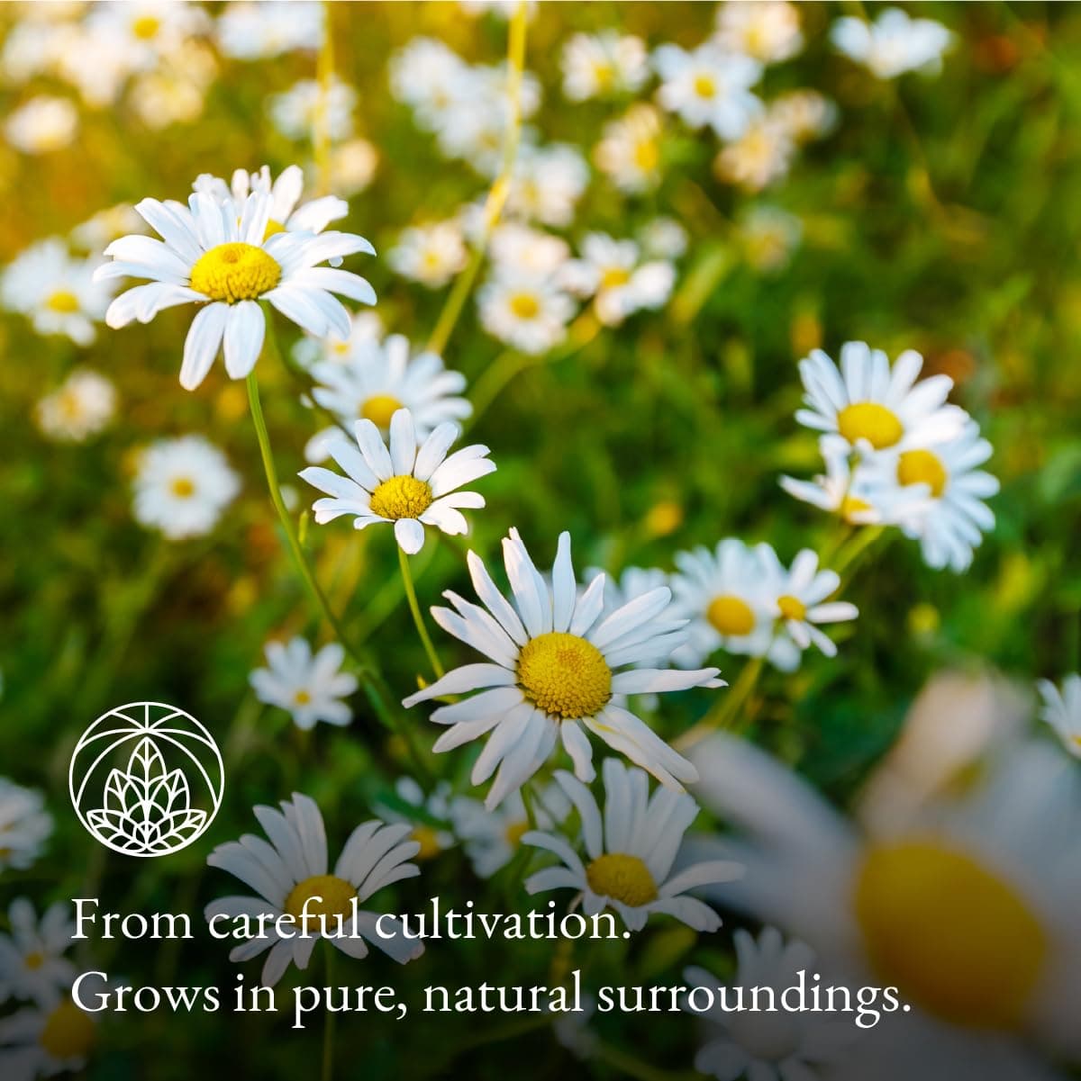Chamomile Tea Monte Nativo (250g) - Dried Chamomile Flowers - Camomile - Aromatic and 100% Pure and Natural Loose Leaf Herbal Tea Without Additives - As a healthy, refreshing infusion — view 3
